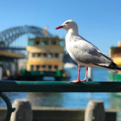 circular-quay